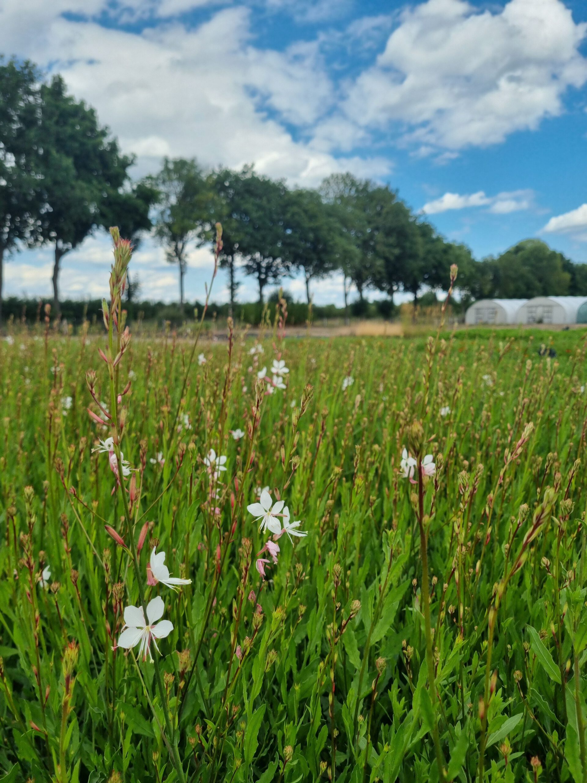 Gaura lindheimeri 'Whirling Butterflies' – Lindheimers prachtkaars - Afbeelding 3