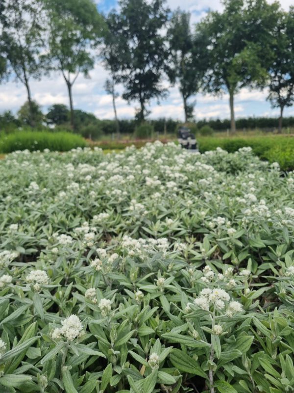 Anaphalis triplinervis – Siberische edelweiss - Afbeelding 4