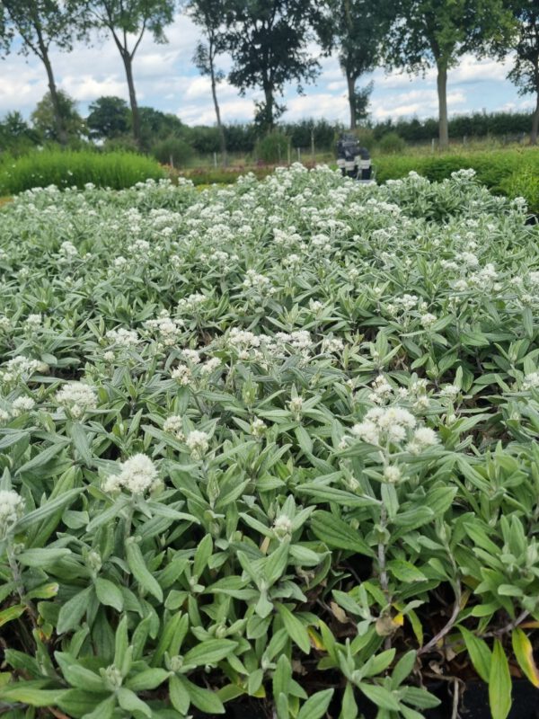 Anaphalis triplinervis – Siberische edelweiss - Afbeelding 6