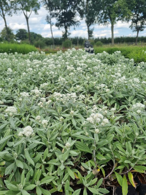 Anaphalis triplinervis – Siberische edelweiss - Afbeelding 5