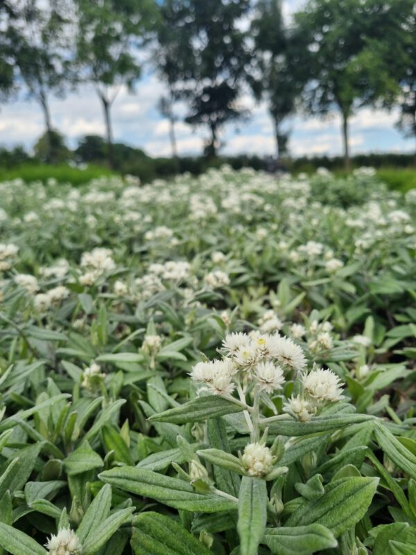 Anaphalis triplinervis – Siberische edelweiss - Afbeelding 3