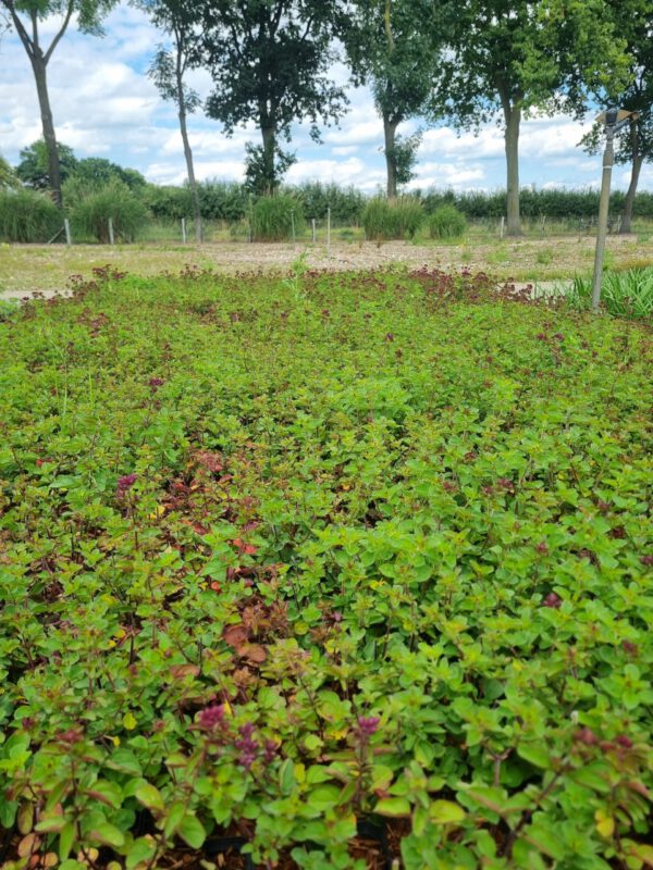 Origanum ‘Rosenkuppel’ – Marjolein - Afbeelding 4