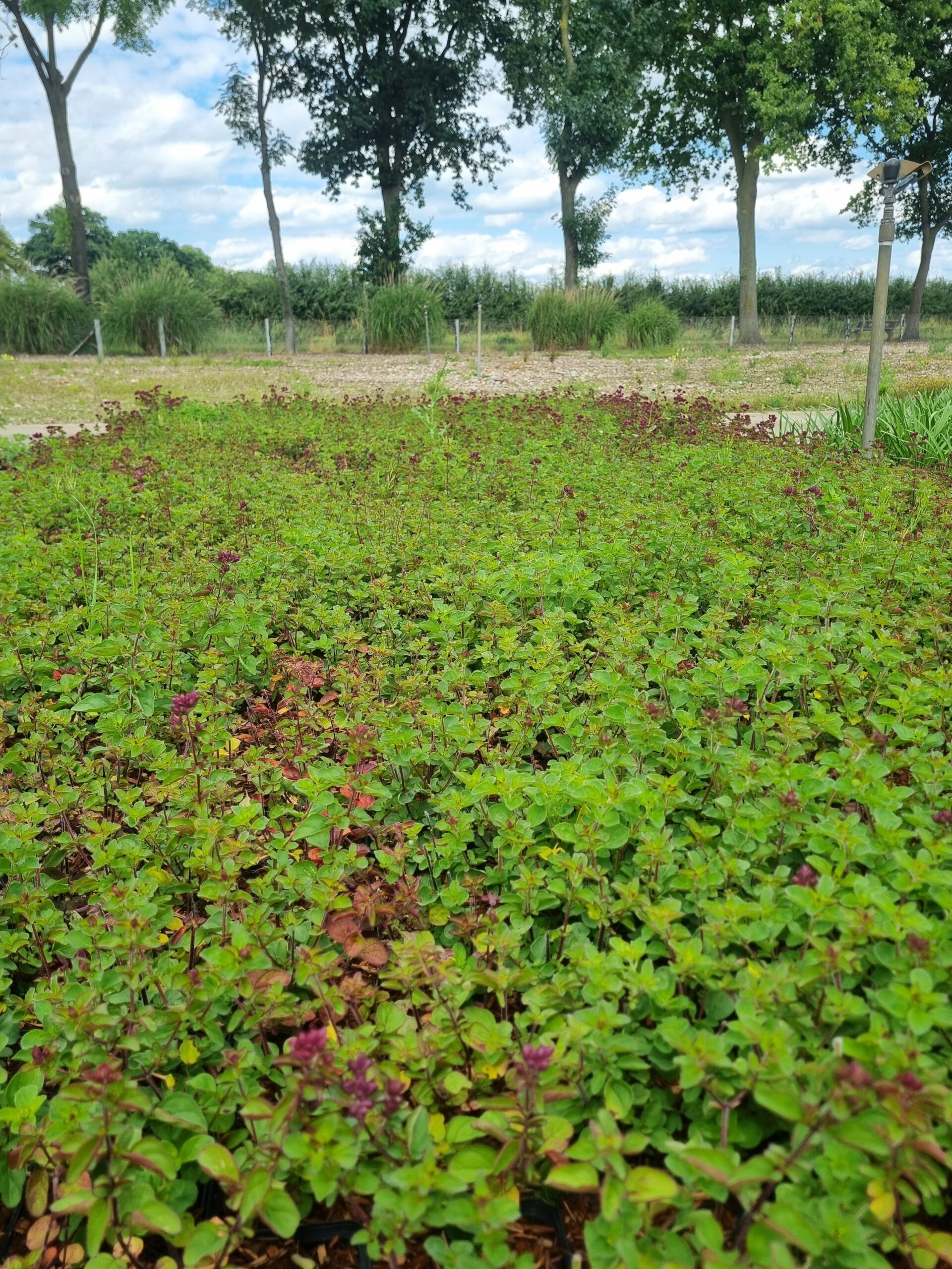 Origanum ‘Rosenkuppel’ – Marjolein - Afbeelding 4