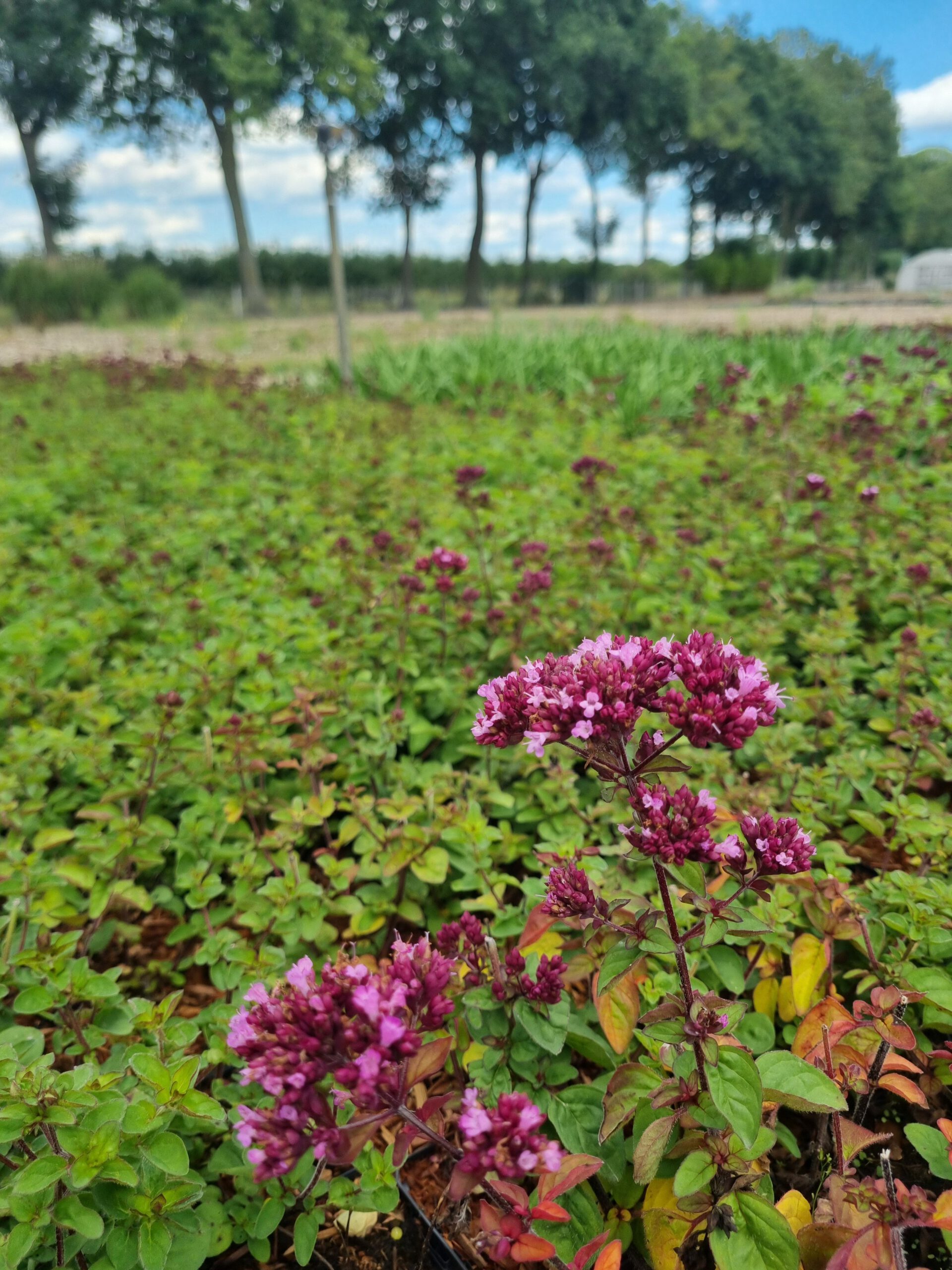 Origanum ‘Rosenkuppel’ – Marjolein - Afbeelding 3