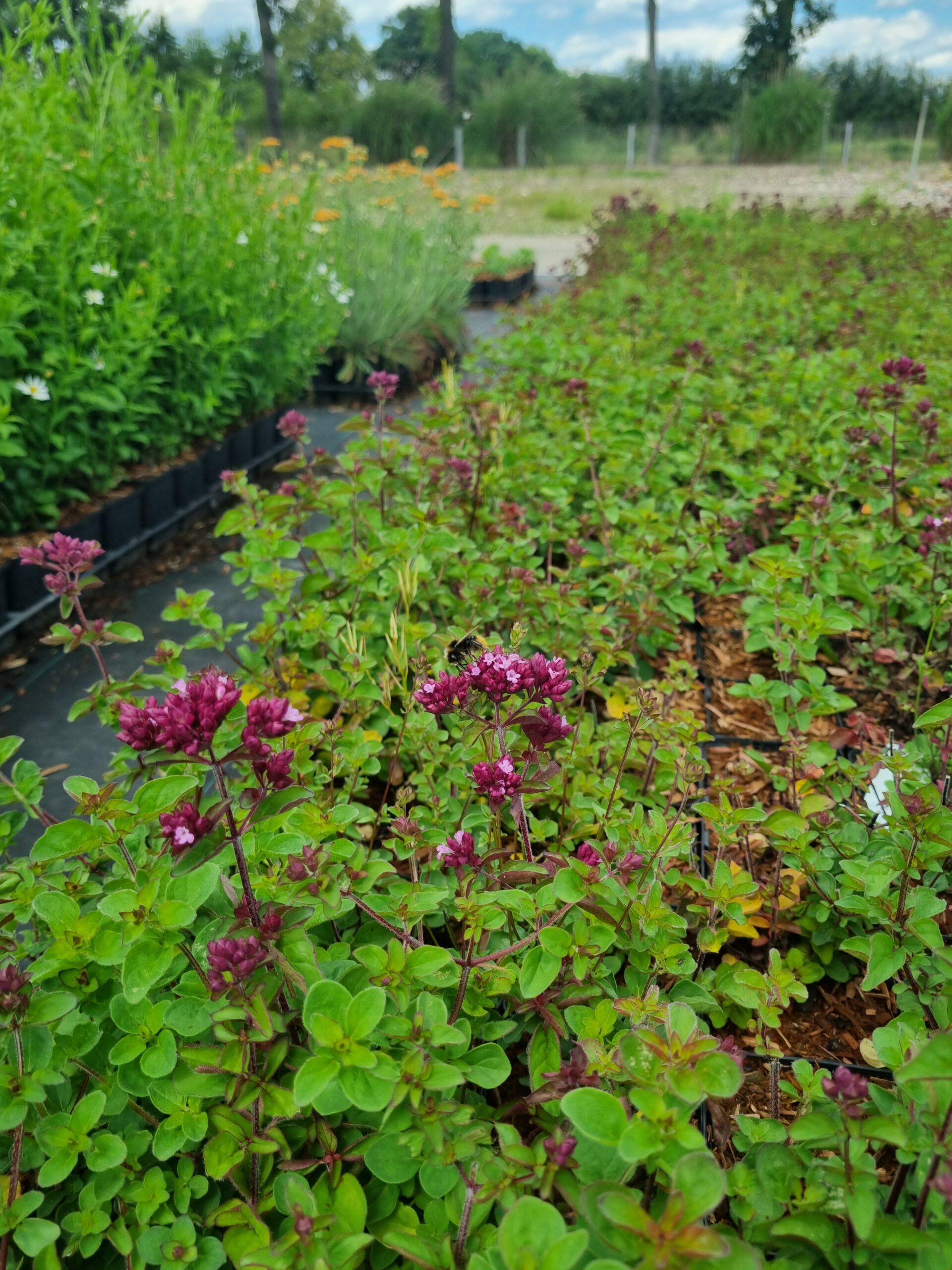 Origanum ‘Rosenkuppel’ – Marjolein - Afbeelding 6