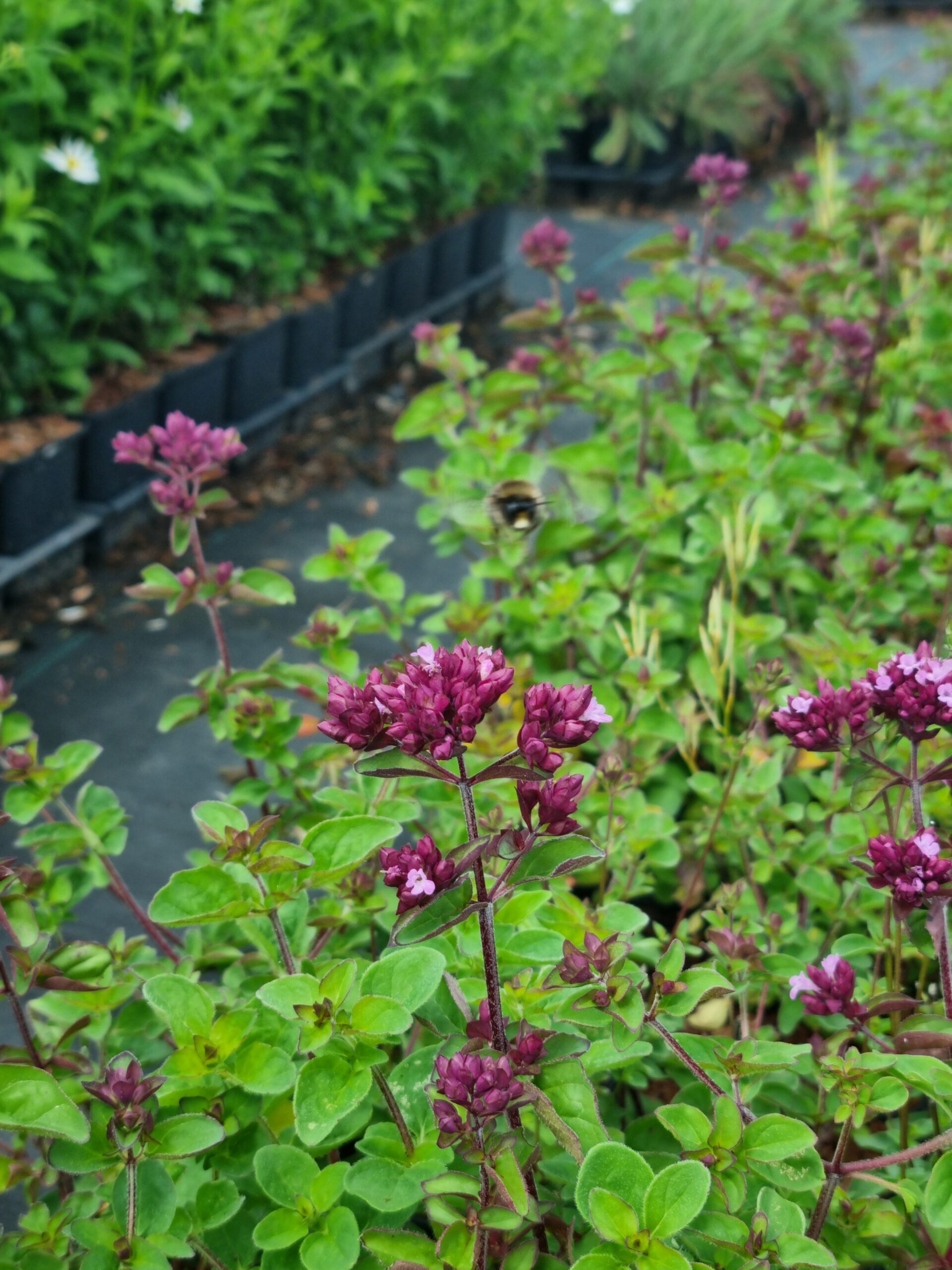Origanum ‘Rosenkuppel’ – Marjolein - Afbeelding 5