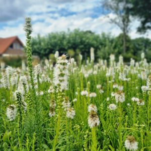 Liatris spicata Alba - Lampenpoetser