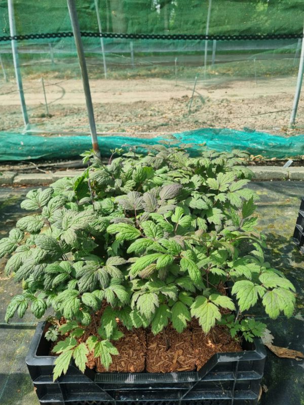 Actaea simplex 'Brunette' – Zilverkaars - Afbeelding 2
