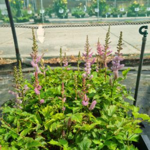 Astilbe chinensis 'Pumila' – Pluimspirea