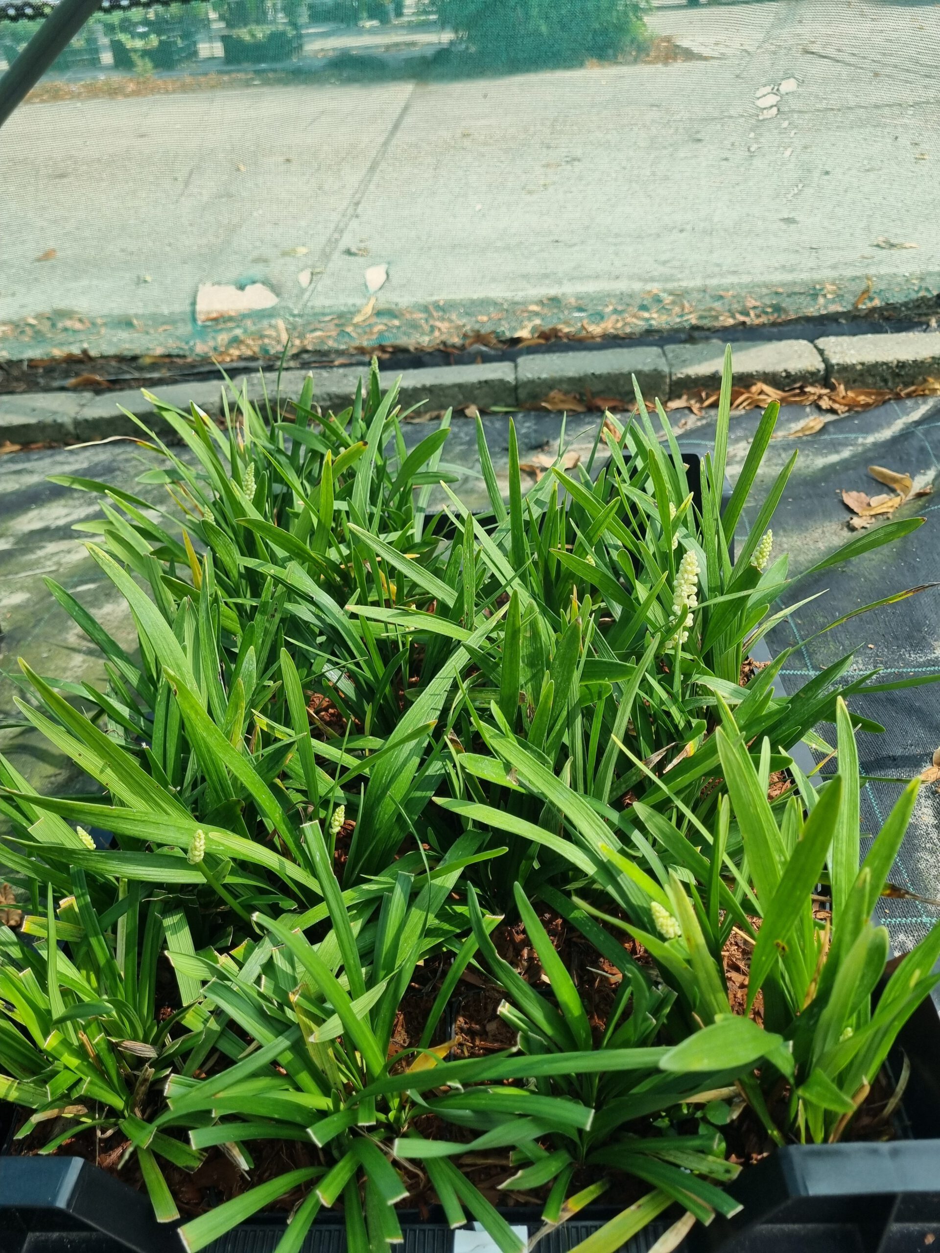 Liriope muscari ‘Monroe White’ – Leliegras - Afbeelding 4