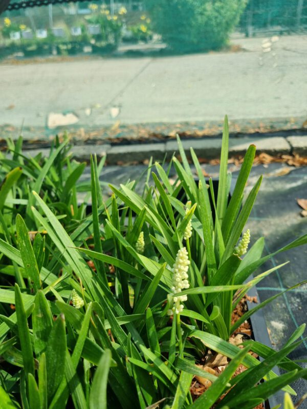 Liriope muscari ‘Monroe White’ – Leliegras - Afbeelding 2