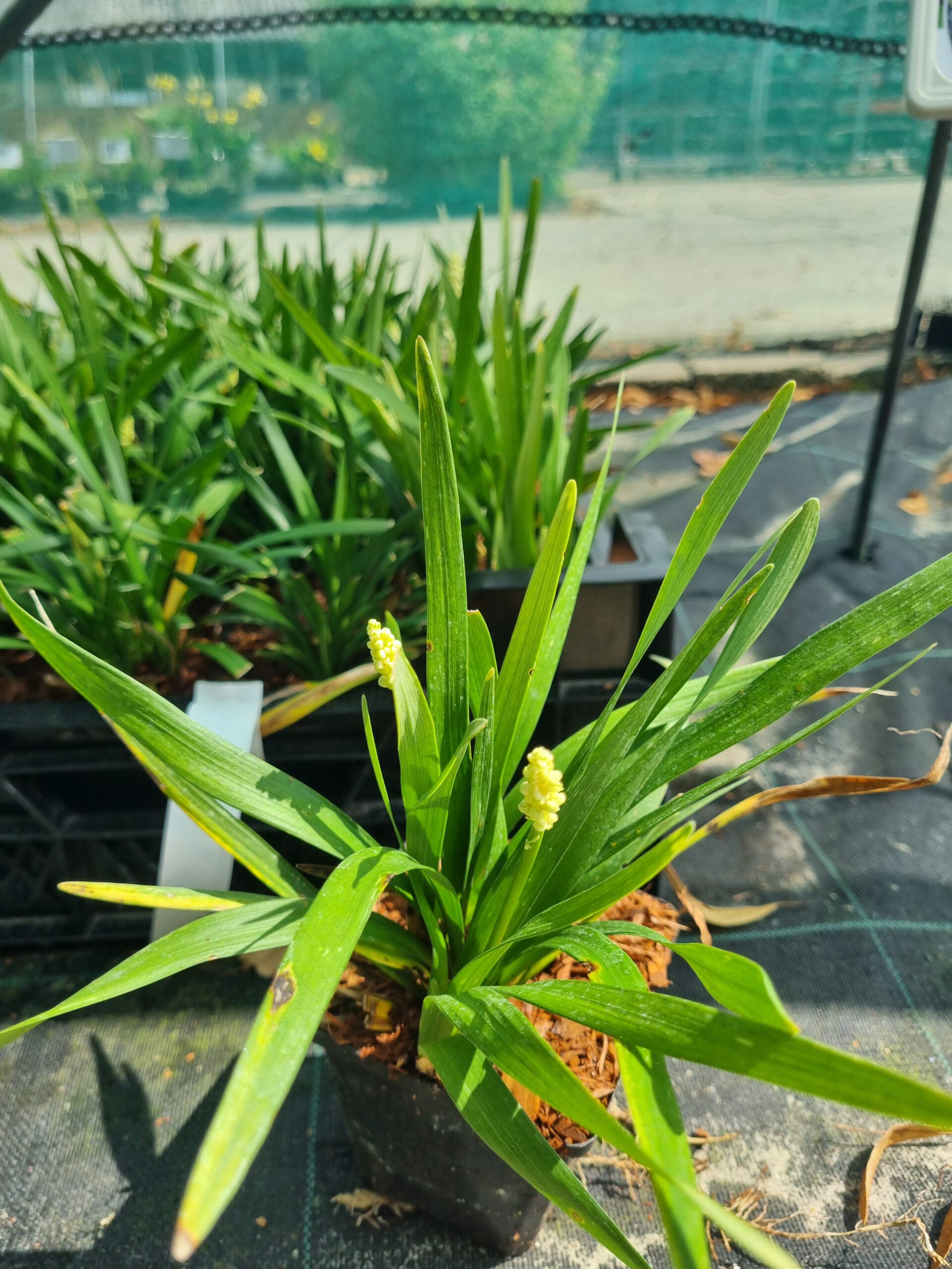 Liriope muscari ‘Monroe White’ – Leliegras - Afbeelding 3