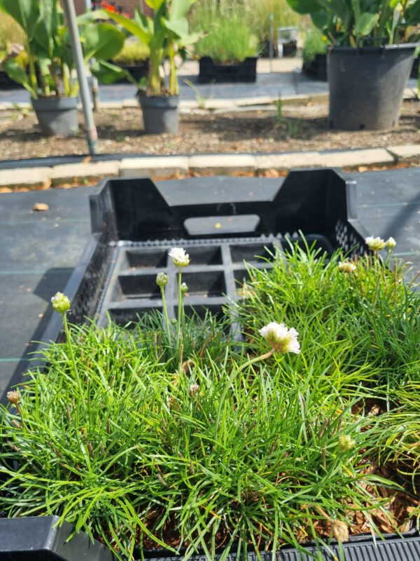 Armeria maritima 'Alba' - Engelsgras - Afbeelding 4