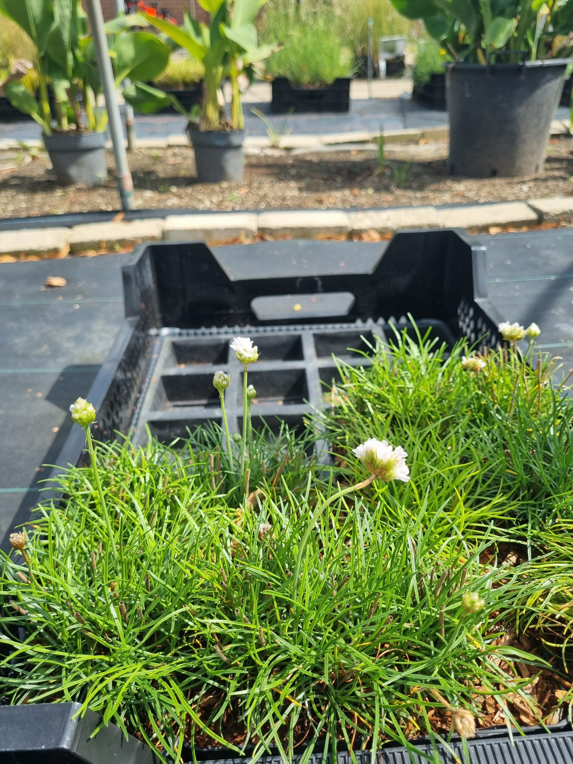 Armeria maritima 'Alba' - Engelsgras - Afbeelding 4
