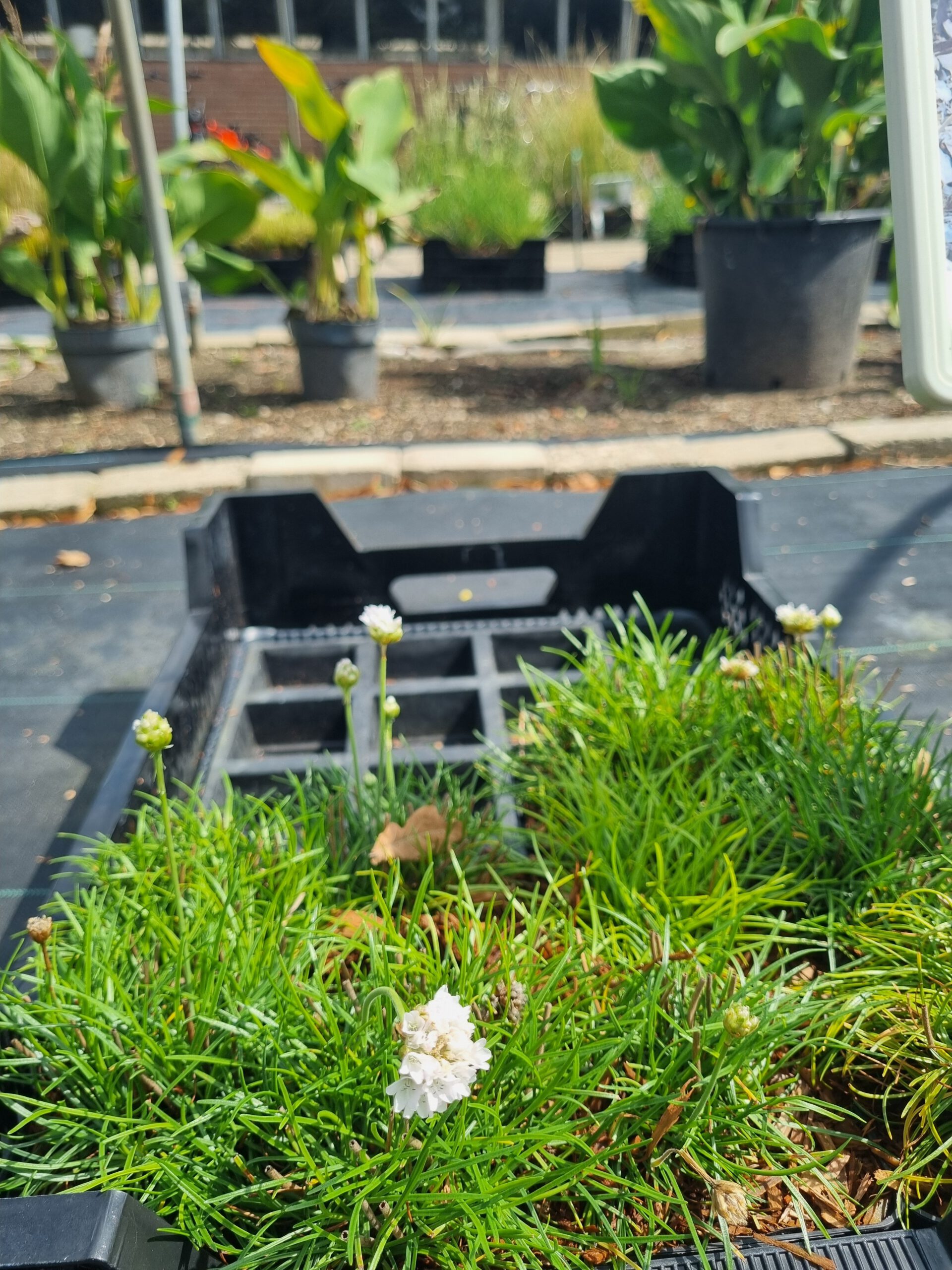 Armeria maritima 'Alba' - Engelsgras - Afbeelding 2