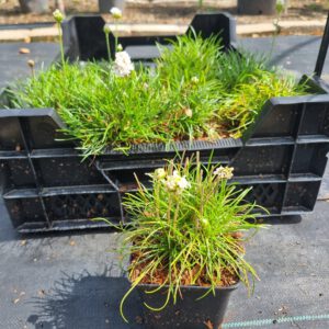 Armeria maritima 'Alba' - Engelsgras