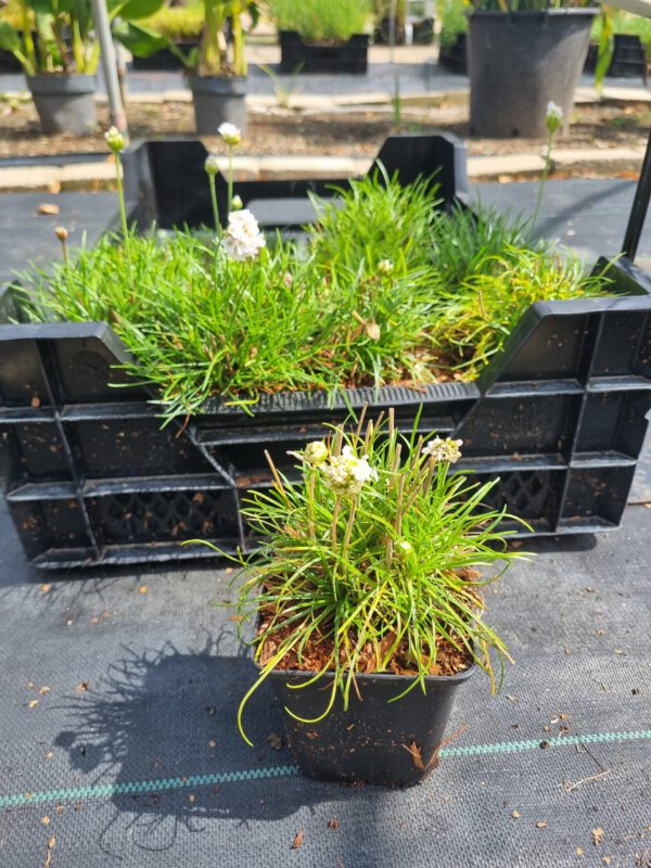 Armeria maritima 'Alba' - Engelsgras