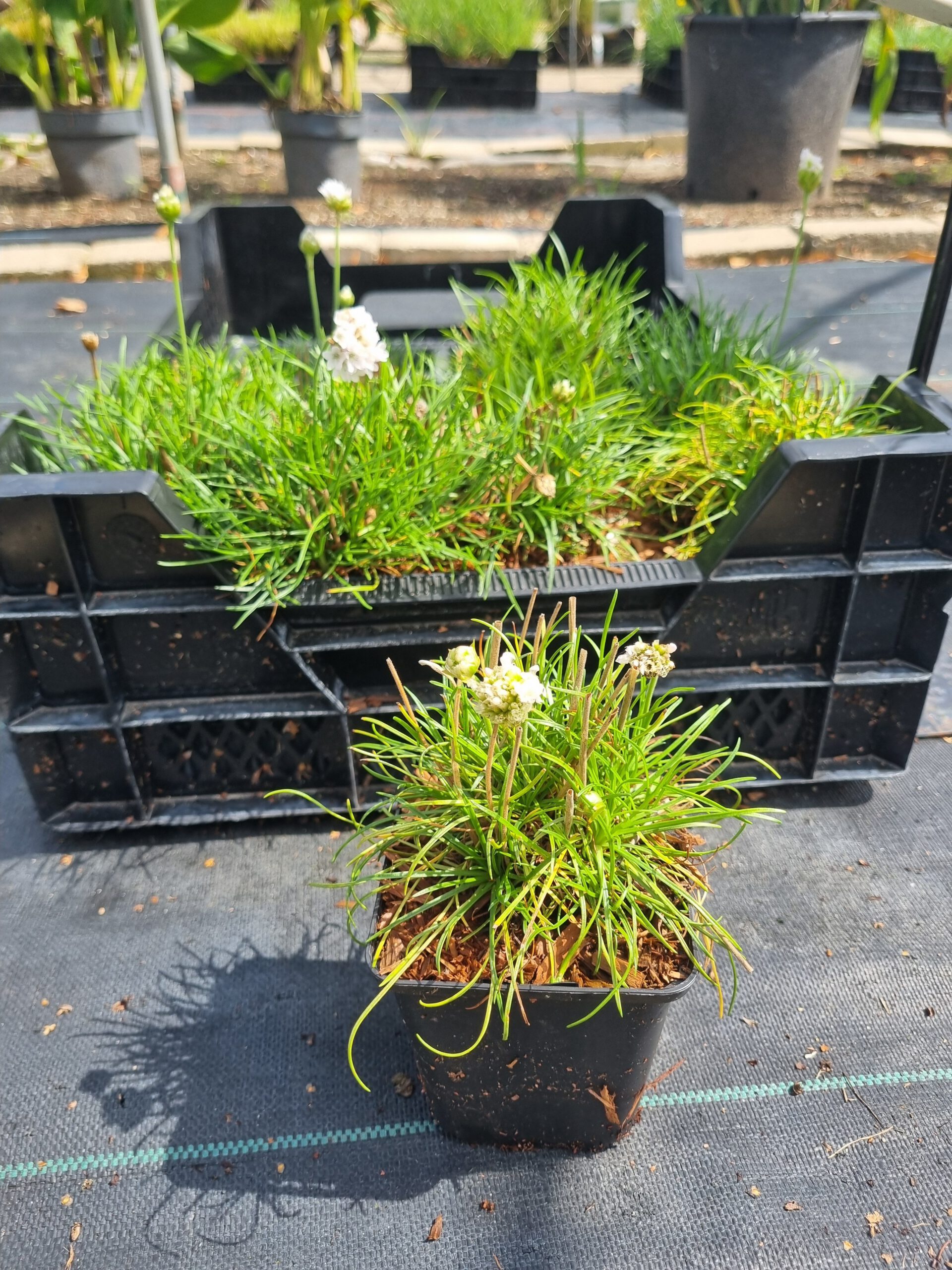 Armeria maritima 'Alba' - Engelsgras