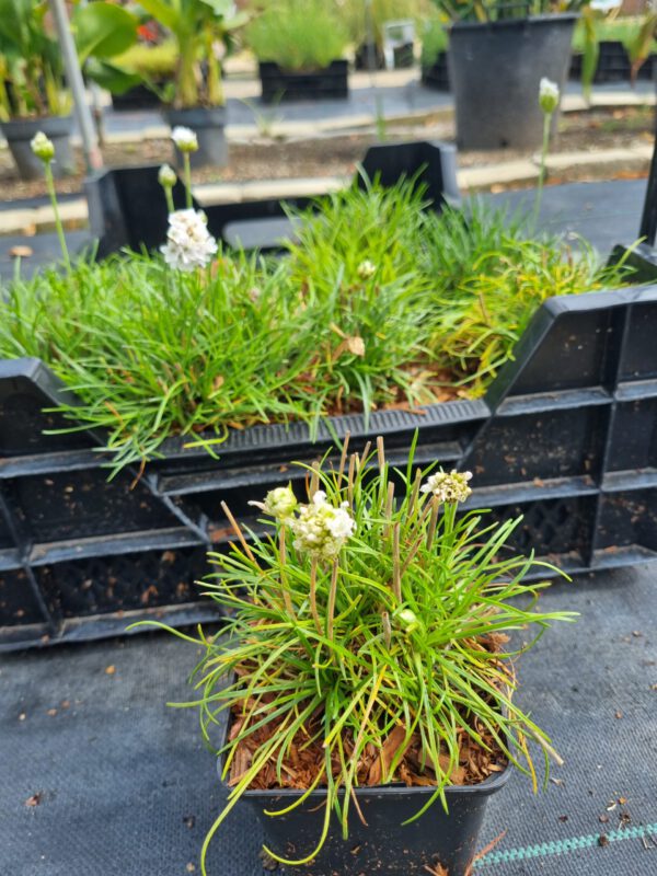 Armeria maritima 'Alba' - Engelsgras - Afbeelding 3