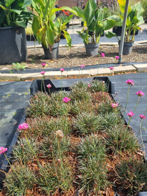 Armeria maritima 'Rubrifolia' - Engelsgras - Afbeelding 2