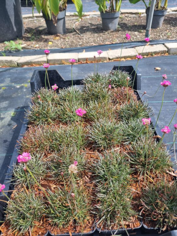 Armeria maritima 'Rubrifolia' - Engelsgras - Afbeelding 3