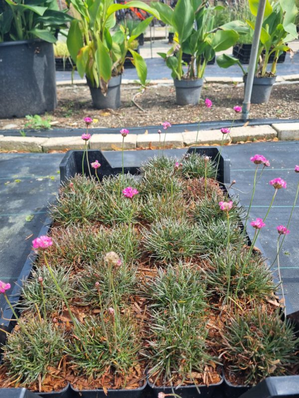 Armeria maritima 'Rubrifolia' - Engelsgras - Afbeelding 5