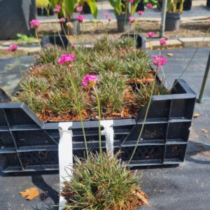Armeria maritima 'Rubrifolia' - Engelsgras
