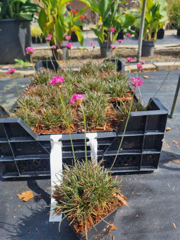 Armeria maritima 'Rubrifolia' - Engelsgras