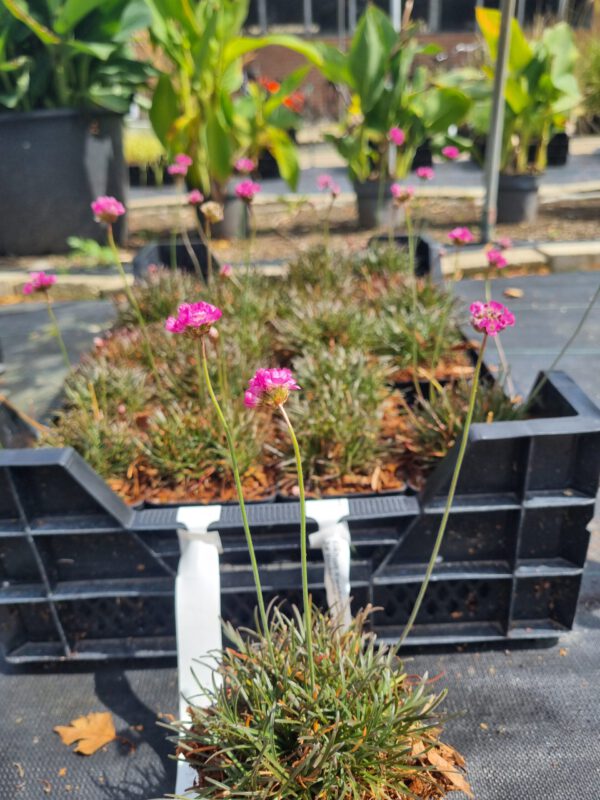 Armeria maritima 'Rubrifolia' - Engelsgras - Afbeelding 4