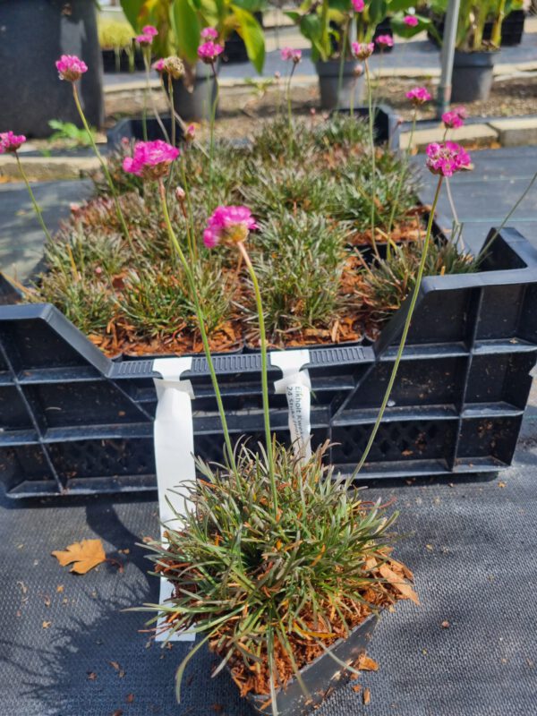 Armeria maritima 'Rubrifolia' - Engelsgras - Afbeelding 6