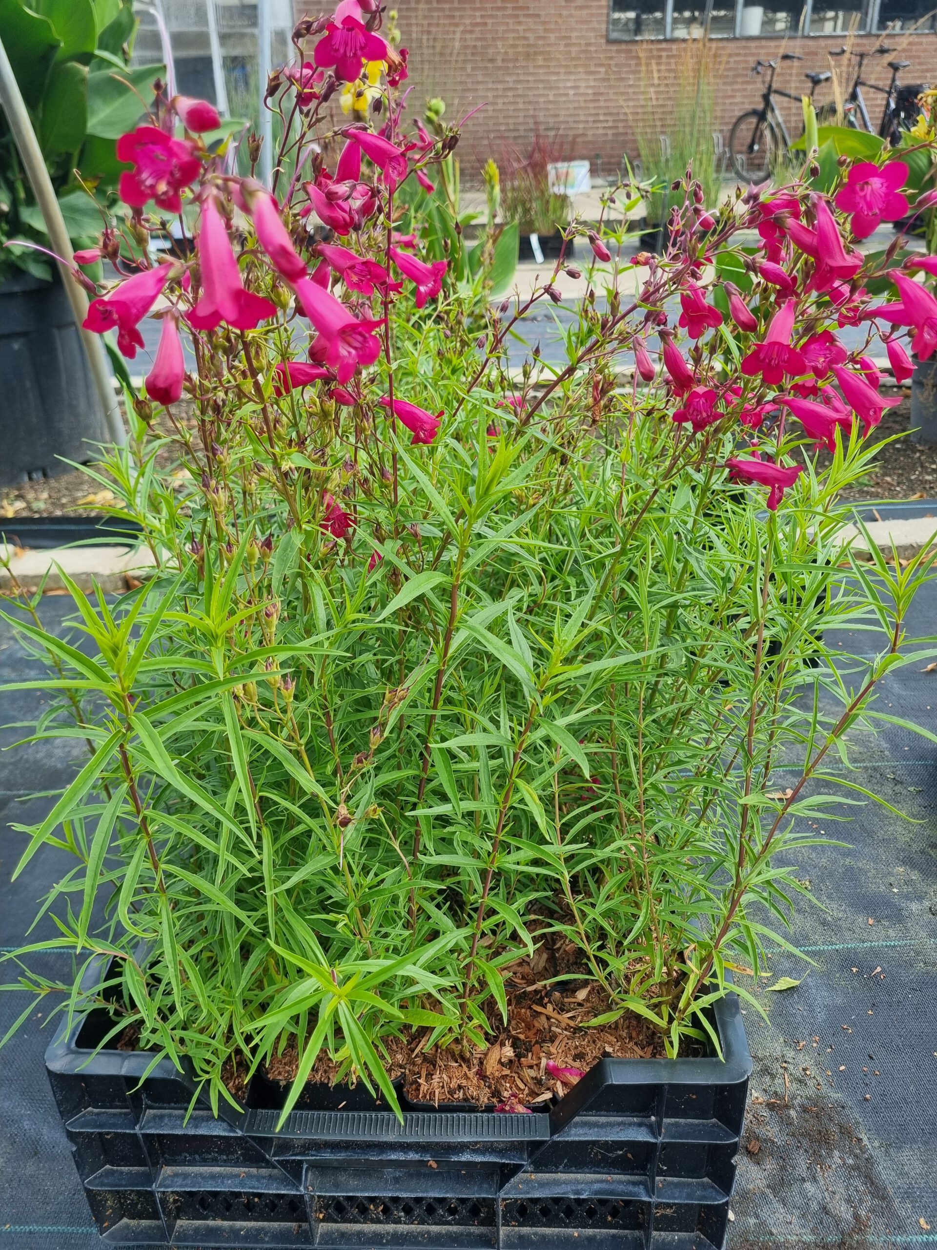 Penstemon 'Andeken an Friedrich Hahn' – Slangekop - Afbeelding 3