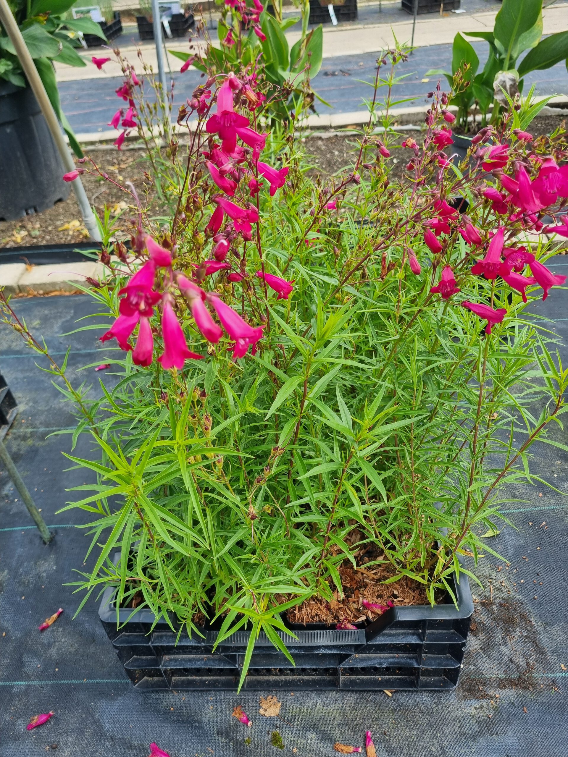 Penstemon 'Andeken an Friedrich Hahn' – Slangekop - Afbeelding 4