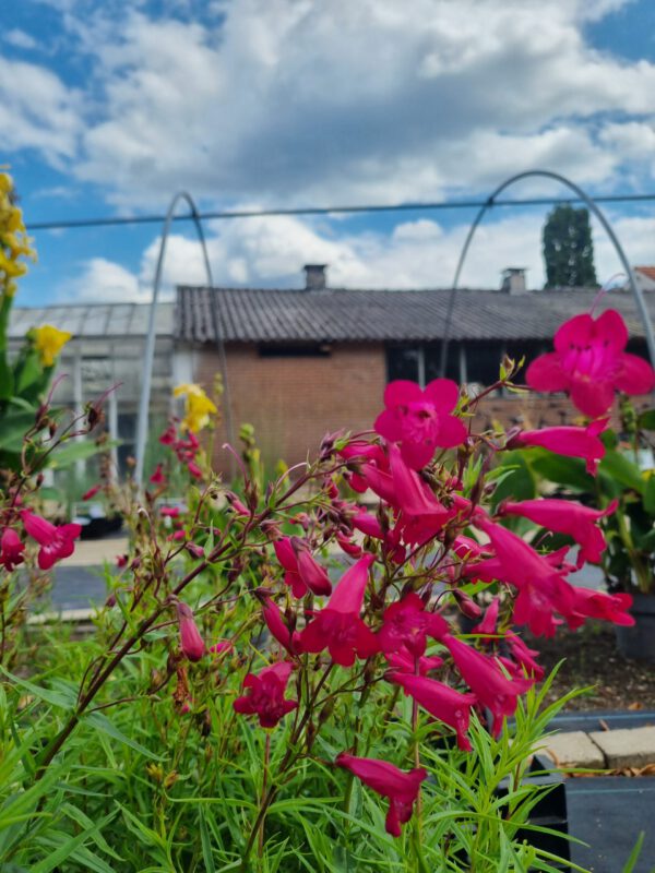 Penstemon 'Andeken an Friedrich Hahn' – Slangekop - Afbeelding 2