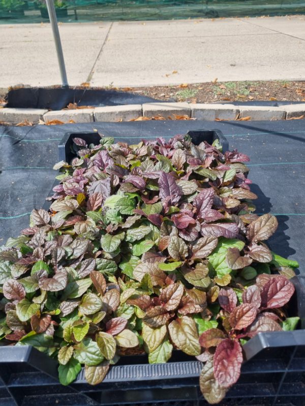 Ajuga reptans 'Atropurpurea' – Kruipend zenegroen - Afbeelding 2