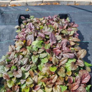 Ajuga reptans 'Atropurpurea' – Kruipend zenegroen