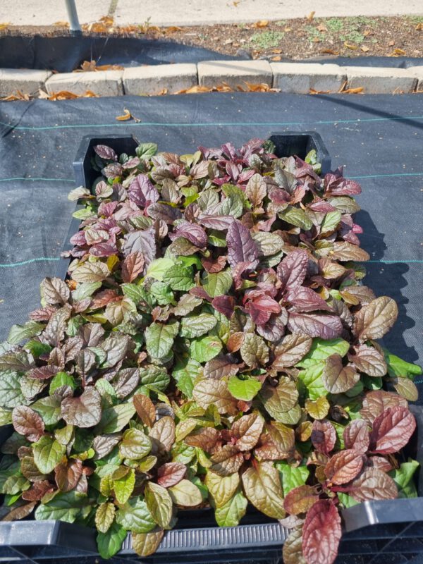Ajuga reptans 'Atropurpurea' – Kruipend zenegroen