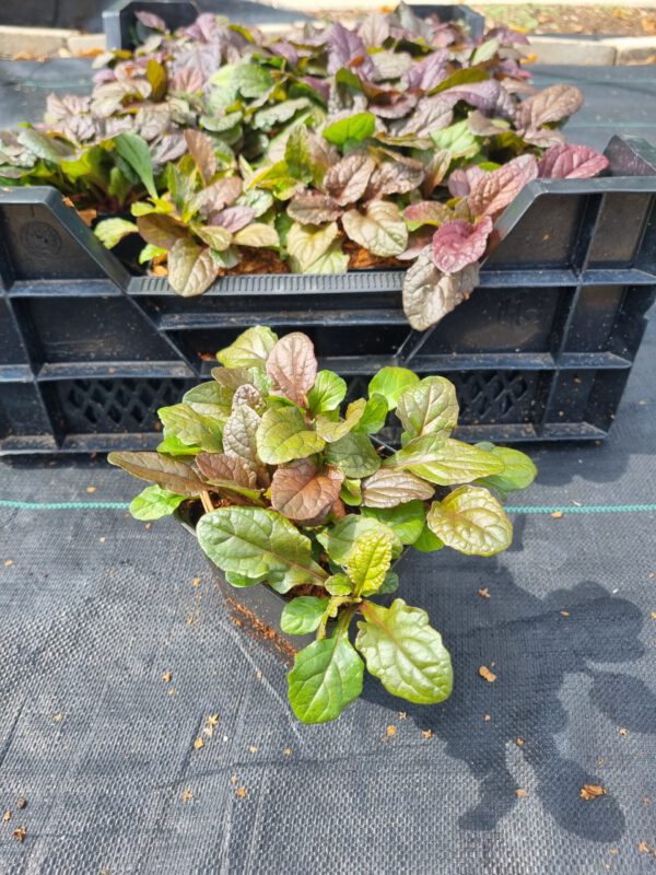 Ajuga reptans 'Atropurpurea' – Kruipend zenegroen - Afbeelding 3