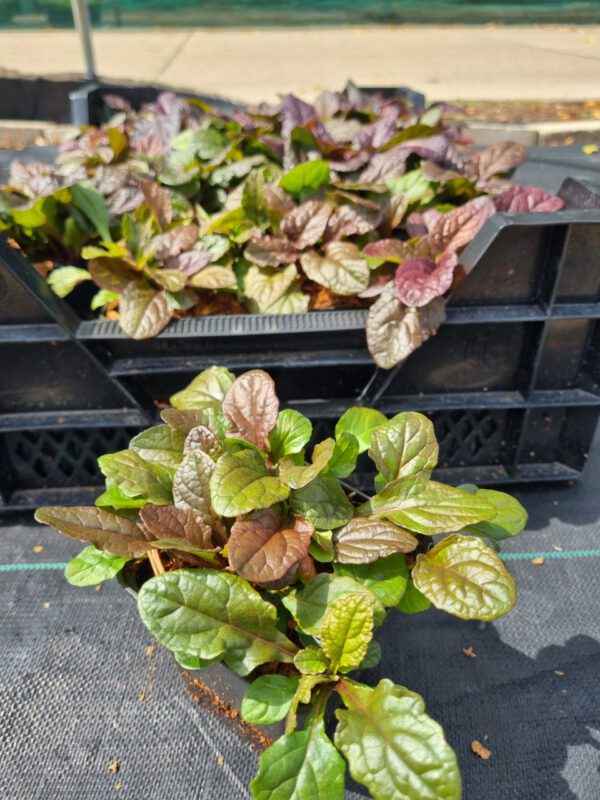 Ajuga reptans 'Atropurpurea' – Kruipend zenegroen - Afbeelding 4