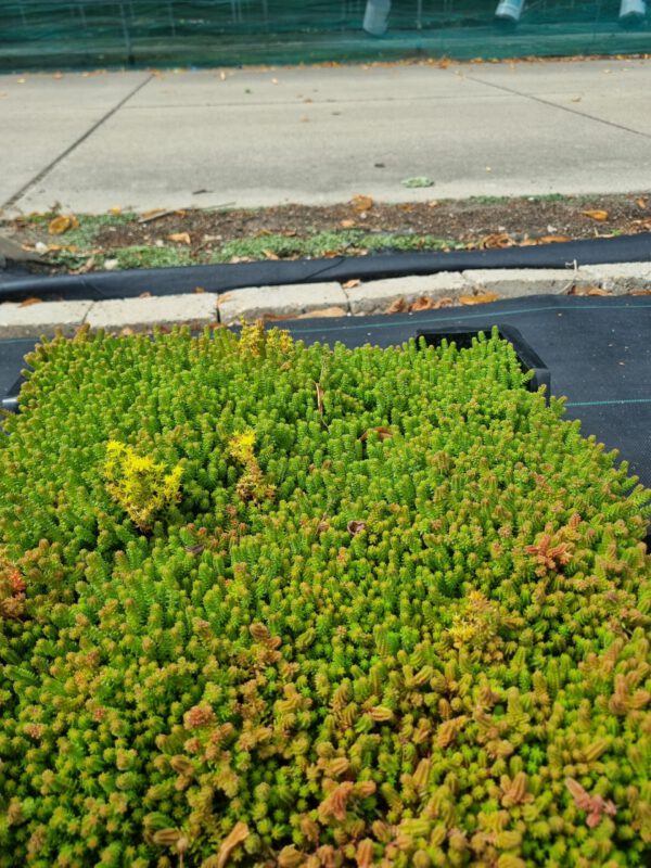 Sedum sexangulare – Zachtvetkruid - Afbeelding 4