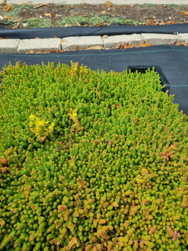 Sedum sexangulare – Zachtvetkruid - Afbeelding 3