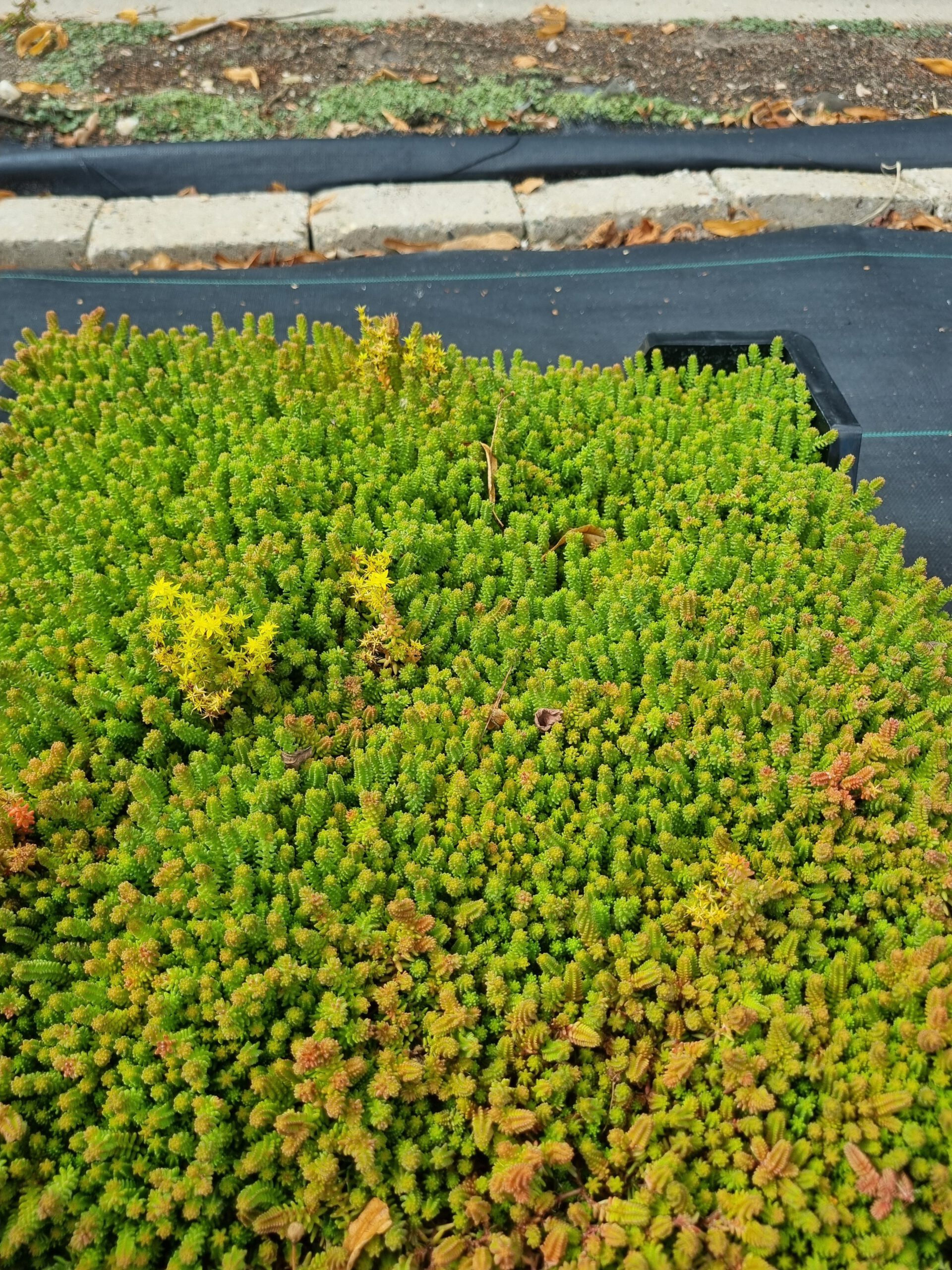 Sedum sexangulare – Zachtvetkruid - Afbeelding 3