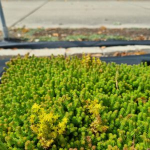 Sedum sexangulare – Zachtvetkruid
