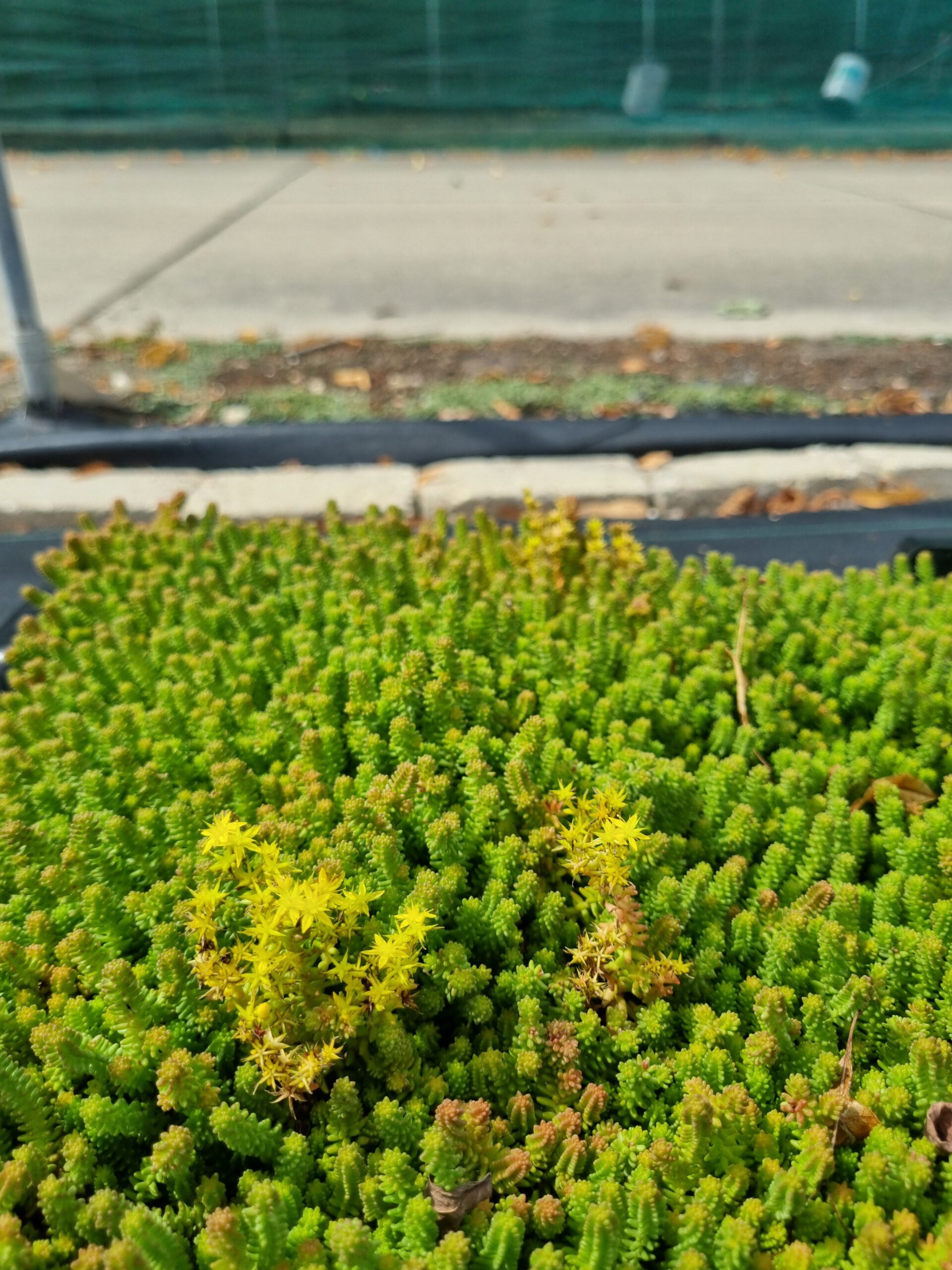 Sedum sexangulare – Zachtvetkruid