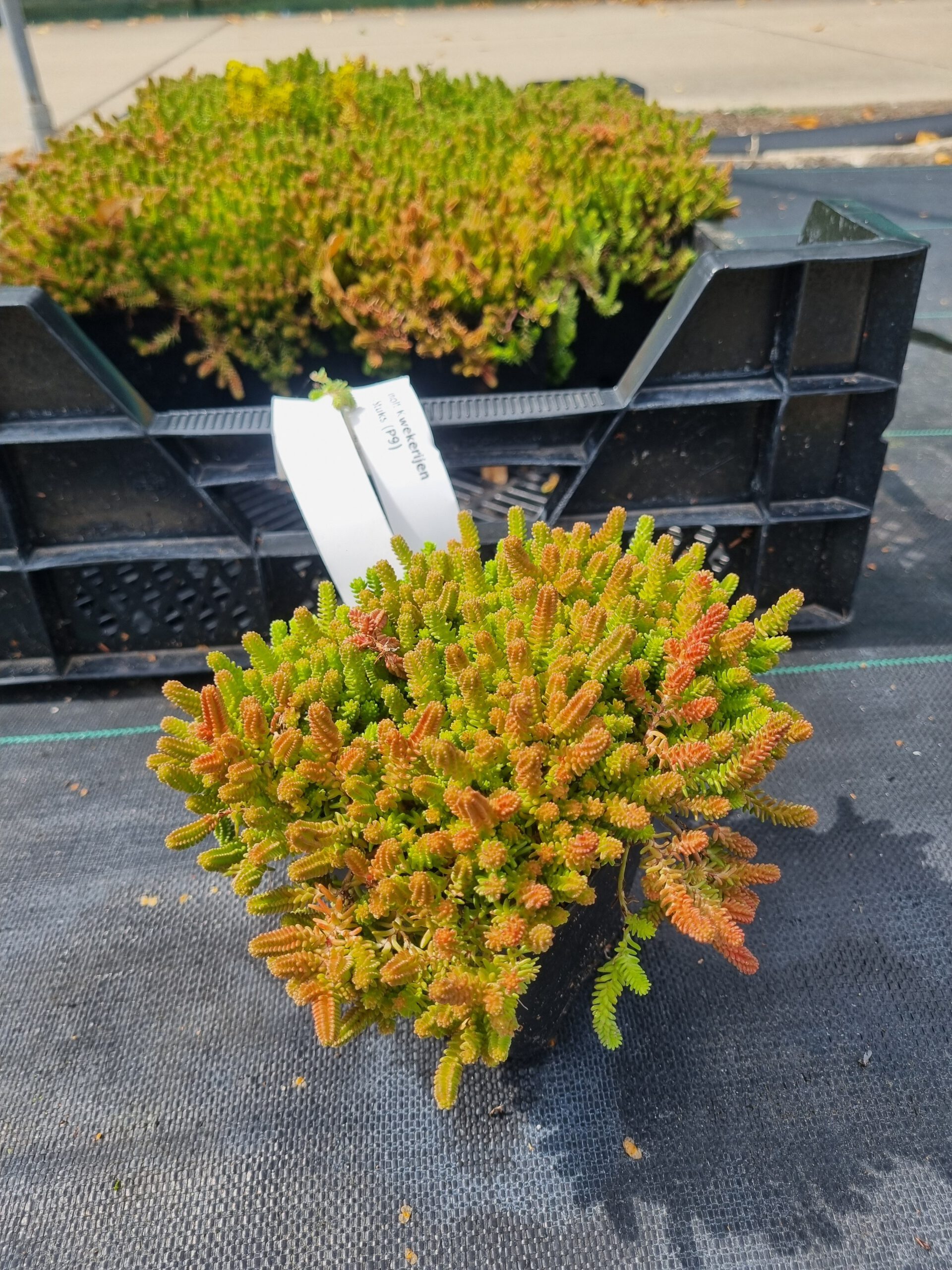 Sedum sexangulare – Zachtvetkruid - Afbeelding 2