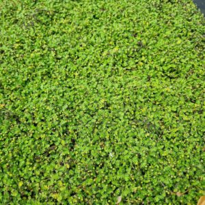 Leptinella dioica 'Minima' - Koperknoopje