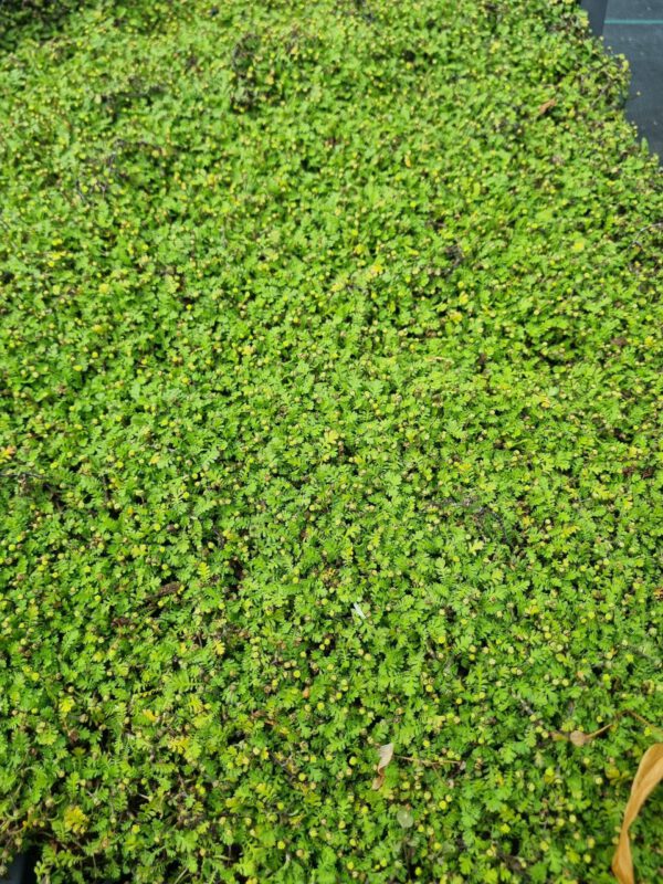 Leptinella dioica 'Minima' - Koperknoopje