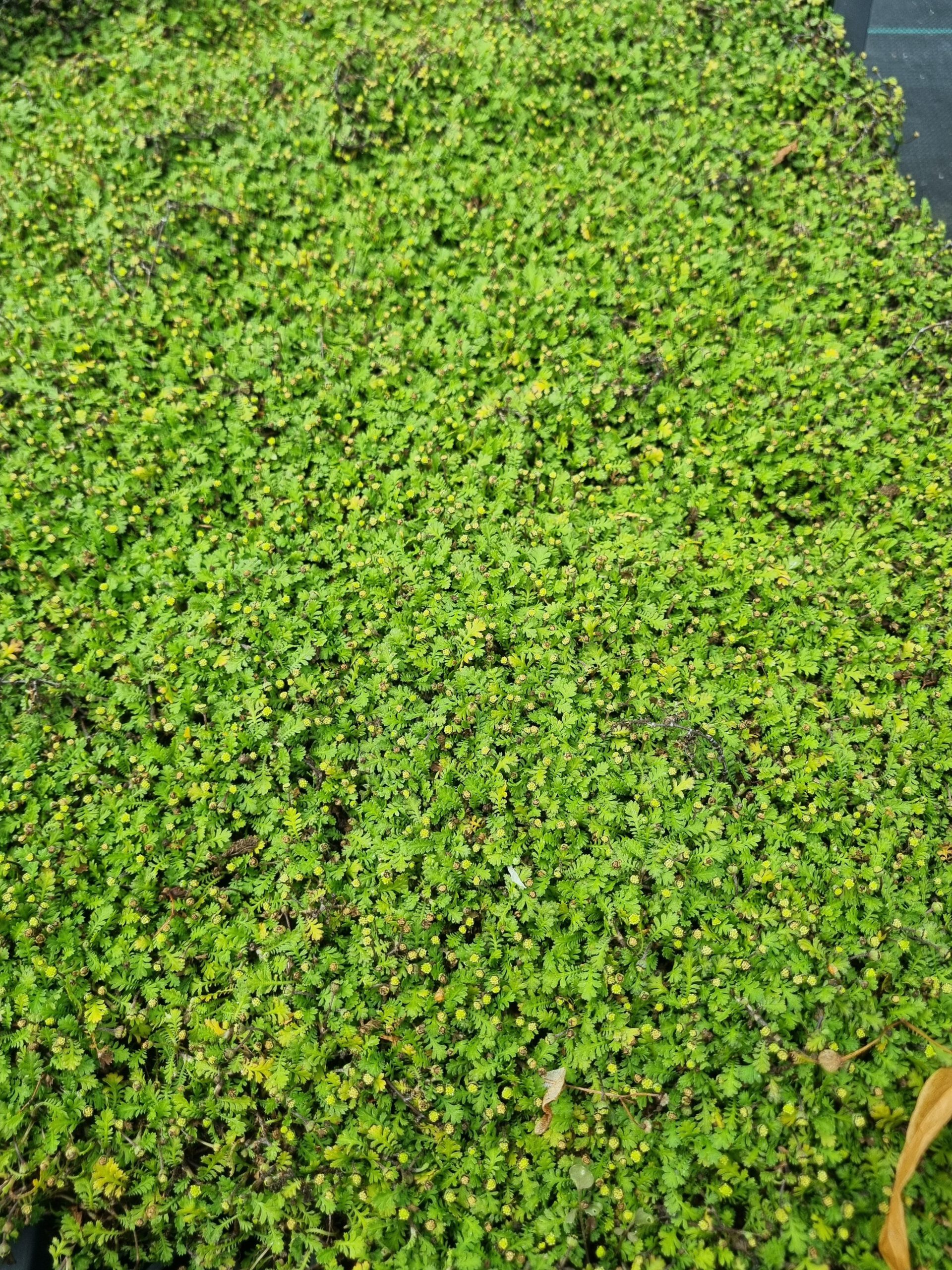 Leptinella dioica 'Minima' - Koperknoopje