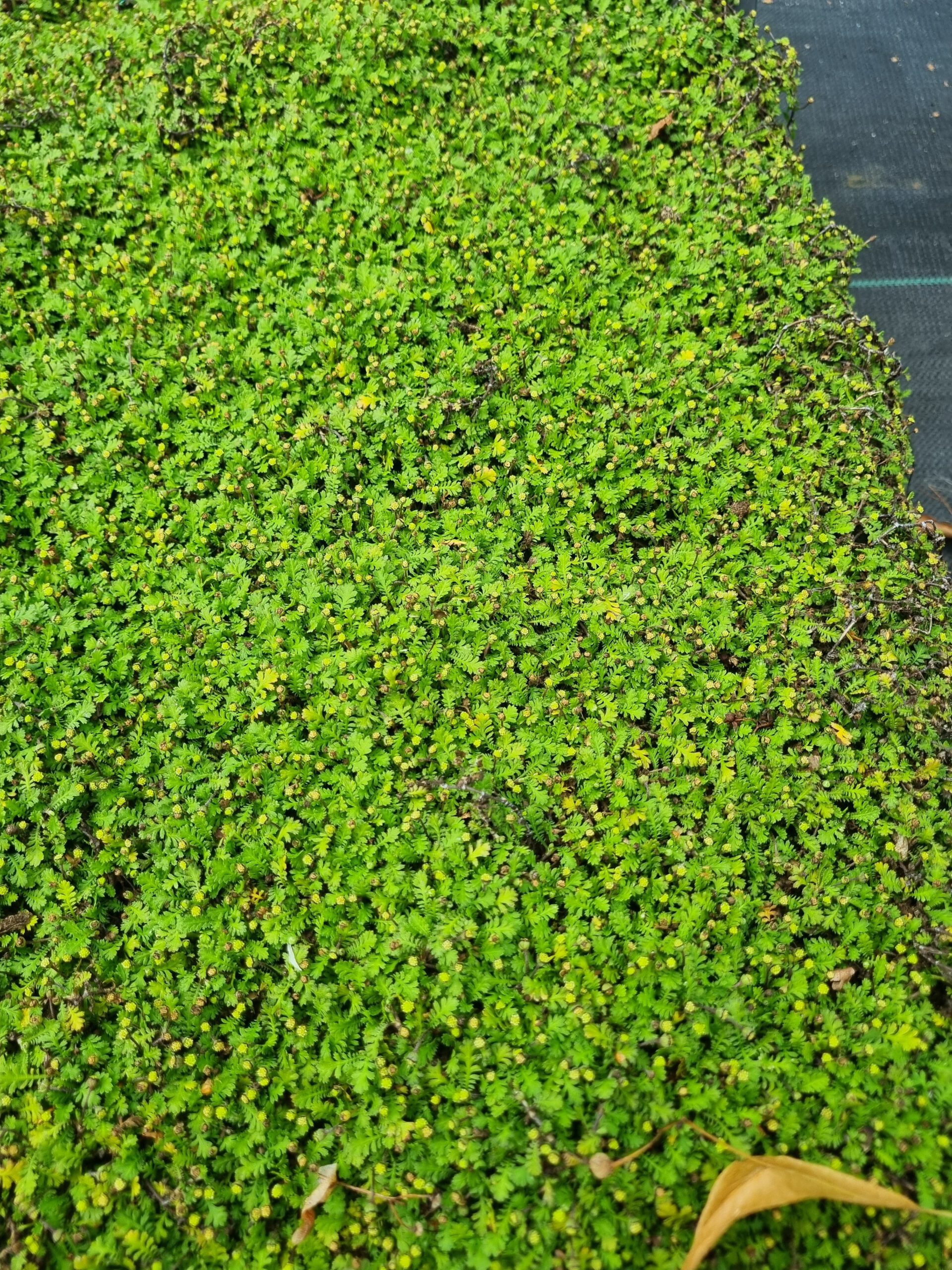 Leptinella dioica 'Minima' - Koperknoopje - Afbeelding 3