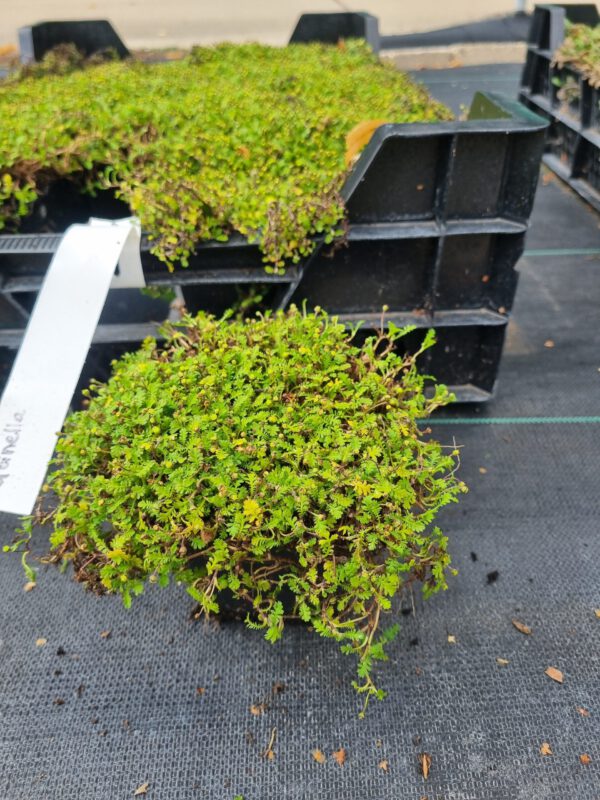 Leptinella dioica 'Minima' - Koperknoopje - Afbeelding 2