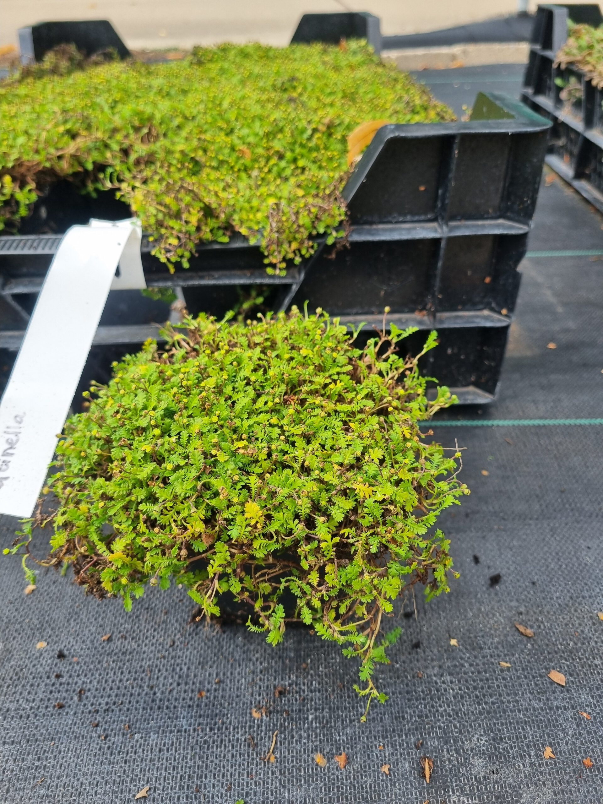 Leptinella dioica 'Minima' - Koperknoopje - Afbeelding 2